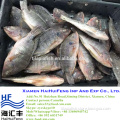 2016 New catching tilapia fish food frozen wholesale price